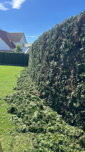 garten hecke buchsbaum gruenschnitt
